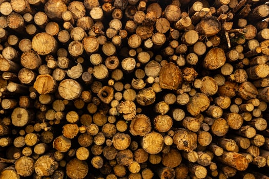 Close-Up View of Stacked Tree Logs photo