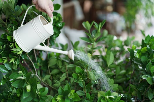 a person is watering a plant with a watering can photo