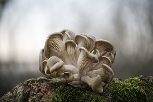 Pleurotus ostreatus, oyster mushroom growing on mossy wood in misty forest photo