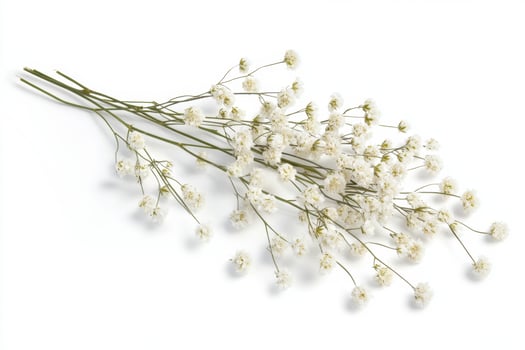 a bunch of flowers on a white background photo