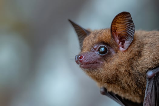 a close up of a bat with its eyes open photo