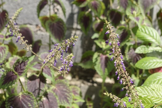 Cluster of violet flowers on coleus stems in bright outdoor garden sunlight photo