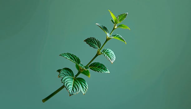 Graceful stem of mint in a minimalist style, with mint green and soft aqua palette, flowing lines photo