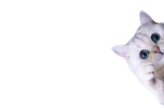 funny gray cat peeking with wide eyes on white background photo