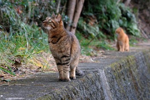Two cats walking on a wall looking up photo