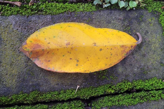 Fallen Yellow Leaf Resting on Mossy Stone Surface photo