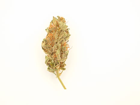 Dry cannabis buds on a white background photo