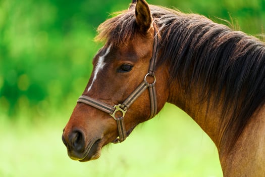Powerful and elegant, a brown horse against a vibrant green field, creating a tranquil and captivating scene. Capturing the essence of grace and power, this close-up portrait features photo