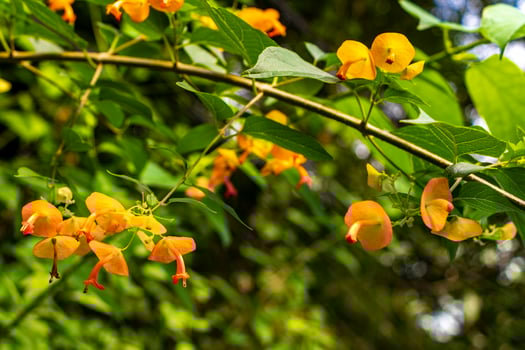A yellow flower with green leaves photo