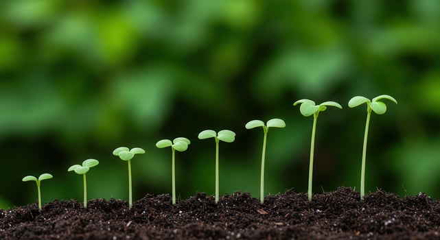 Sequence of small green seedlings growing in dark soil, showing stages of growth and development. photo