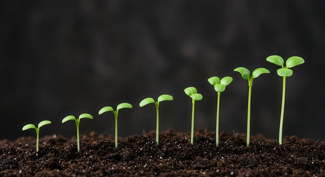 Sequence of green seedlings growing in dark soil, showing stages of growth and development from small to large plant. photo