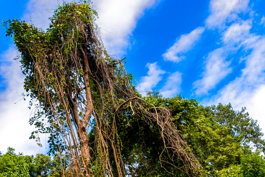 A large tree with a lot of vines growing on it photo