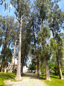 Serene path through a sundappled eucalyptus grove. Tall, slender trees create a natural cathedral of light and shadow, perfect for tranquility, nature, and peaceful escape themes. photo