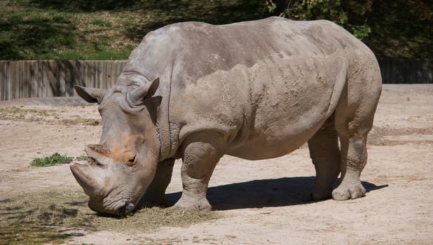 Large rhinoceros grazing in a sunny habitat at the wildlife park during the afternoon photo