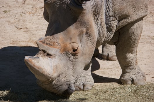 Large rhino grazing peacefully in a sandy enclosure during daylight hours at a wildlife sanctuary photo
