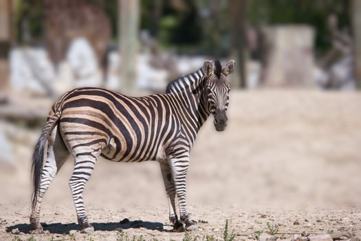 Zebra stands gracefully in a natural habitat, showcasing its distinctive black and white stripes in bright sunlight photo