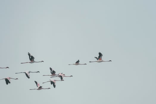 Group of flamingo flying up in the sky photo