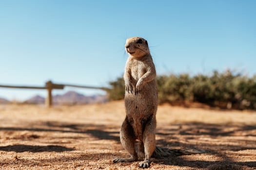 Close, up, view ,of little gopher outdoors photo