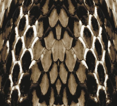 A black and white snake skin pattern photo