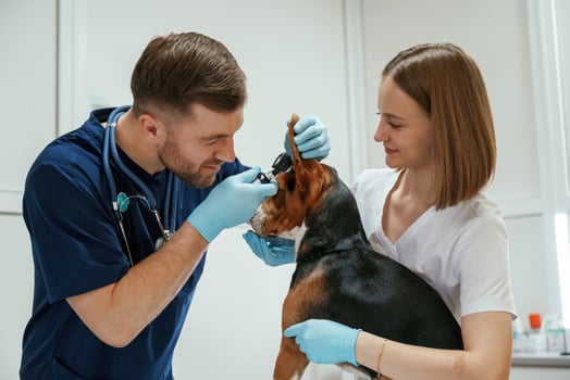 Ears check. Two, veterinarians are working with beagle dog in clinic photo