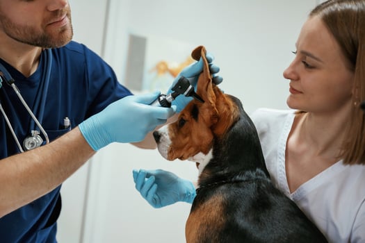 Side view, looking ,,at ears. Two veterinarians are working with beagle dog in clinic photo