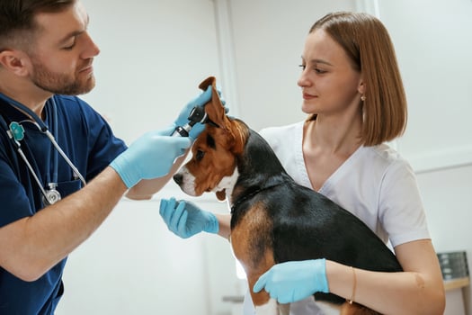 Side view, looking at ears.. Two veterinarians are working with beagle dog in clinic photo