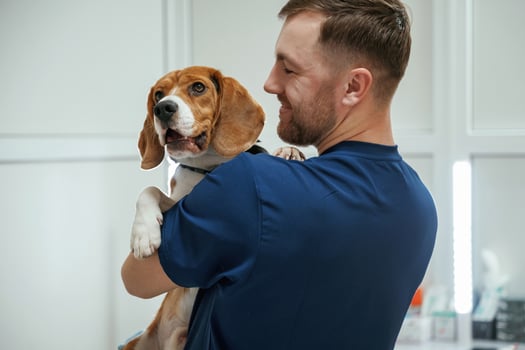 After, the ,,examination. Holding animal. Male veterinarian is working with beagle dog in the clinic photo