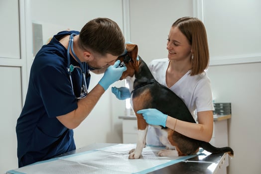 Ears, check.. Two veterinarians are working with beagle dog in clinic photo