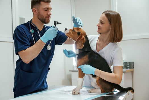 With special device. Two, veterinarians are working with beagle dog in clinic photo