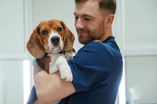 After the, examination. Holding animal. Male veterinarian is working with beagle dog in the clinic photo