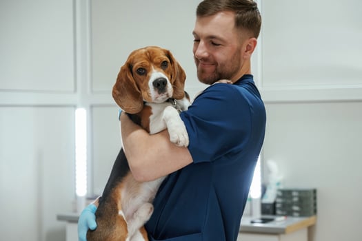 After, the examination. Holding animal. Male veterinarian is working with beagle dog in the clinic photo