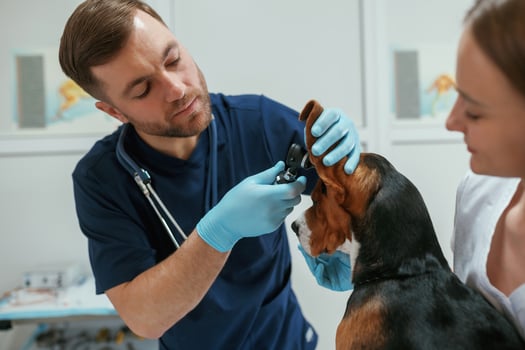 Busy, by checking ears. Two veterinarians are working with beagle dog in clinic photo