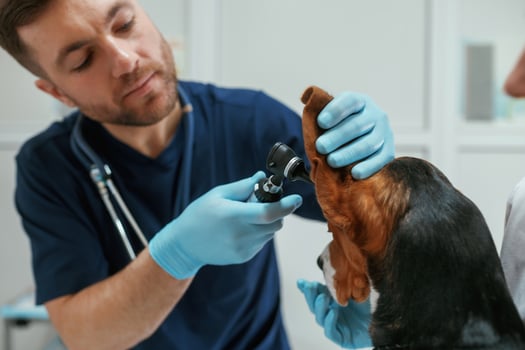Using, tool to check ears. Male veterinarian is working with beagle dog in the clinic photo