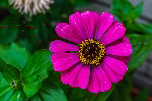 purple zinnia elegans flowers over green photo
