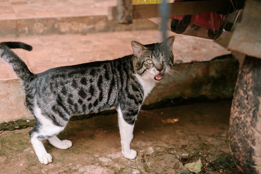 Spotted tabby cat in an expressive stance outdoors near a vehicle photo