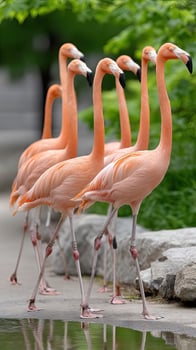 A group of flamingos walking along a path photo