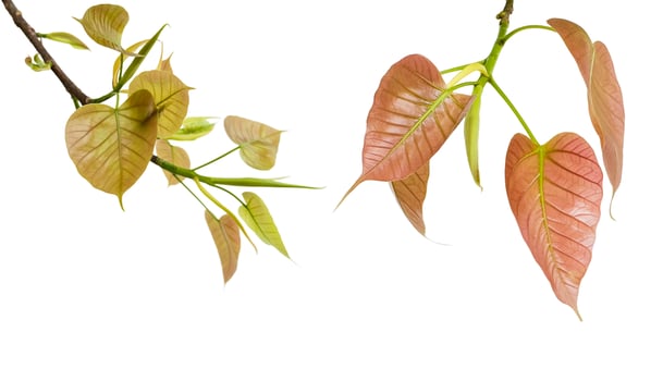 A cut out of a Bodhi tree leaf with clipping paths on white background. Symbol of peace mindfulness and enlightenment in many spiritual traditions. photo
