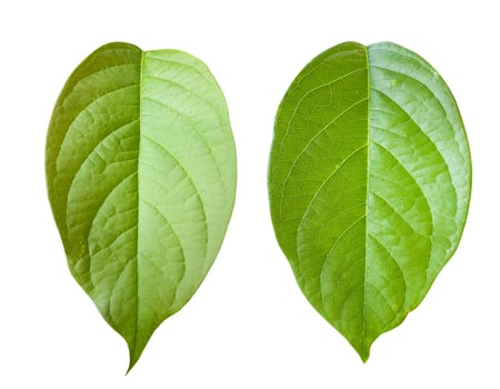 Isolated green leaf with clipping paths perfect for design work eco themed graphics or background use. photo