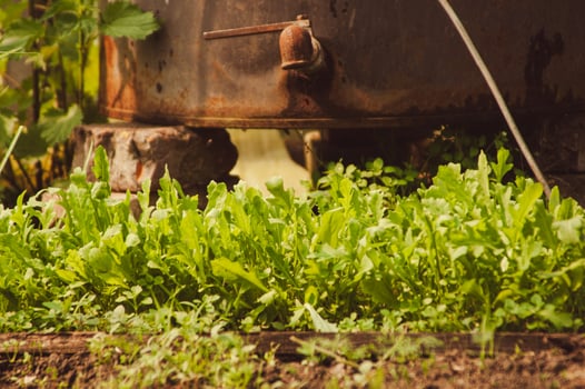 Arugula growing in the ground in a greenhouse near a watering barrel. Concept of growing and eating organic greenery photo