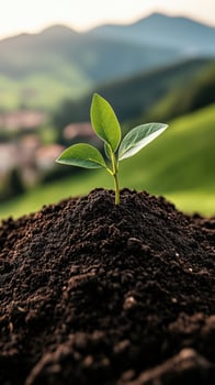 Small sprout growing from dark soil. Young plant with green leaves emerging in a countryside environment with hills and soft sunlight. photo
