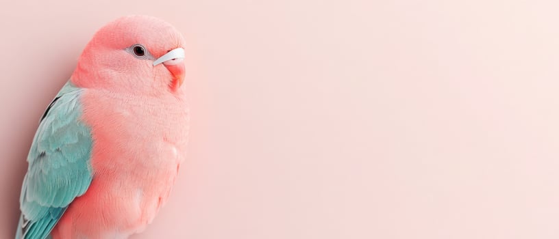 Small pink parrot with blue wings sits on a plain pink background. Cute lovebird portrait in natural light. Copy space for text. photo