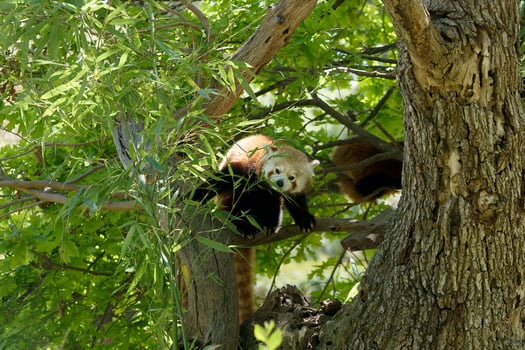 Red panda resting on a tree branch in a lush green forest during a sunny day photo