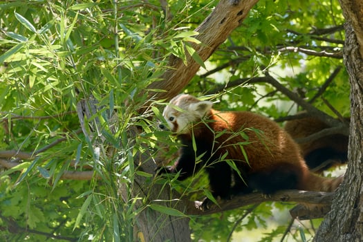 Red panda climbing a tree in a lush green habitat during the day exploring its surroundings photo