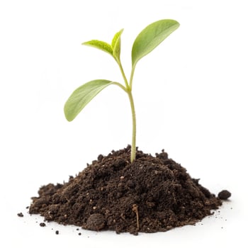 isolated tree white background photo