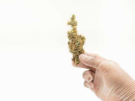 Hand holding of dry cannabis buds with a white background photo