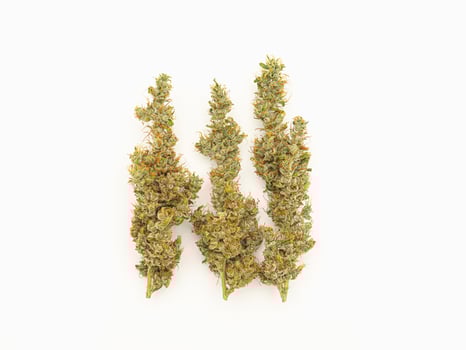 Top view of premium dry cannabis buds on a white background. photo