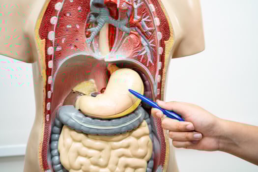 Student teenage learning anatomy biology with human photo