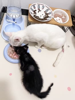Cat skin infection, stray cat, sick cat, mycosis dermatitis. cats eating photo