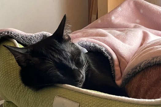 A domestic black cat sleep on a bed photo