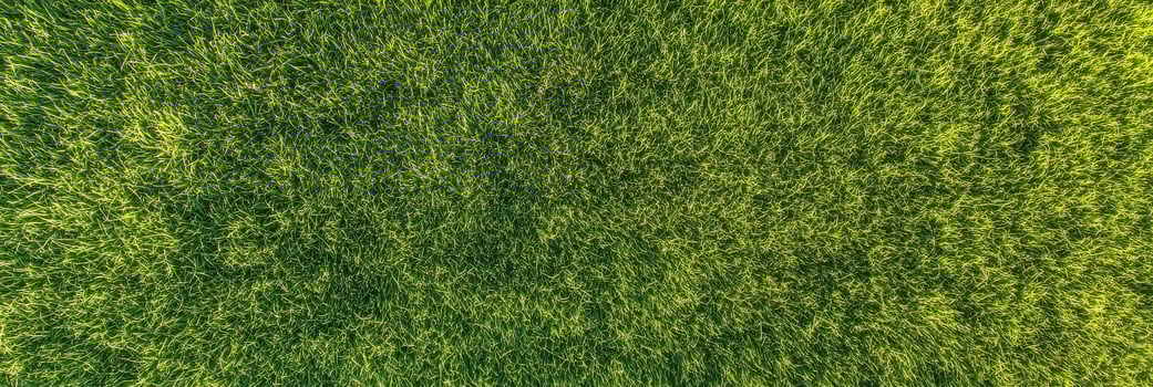 Lush green grass texture in vibrant sunlight captured from above photo